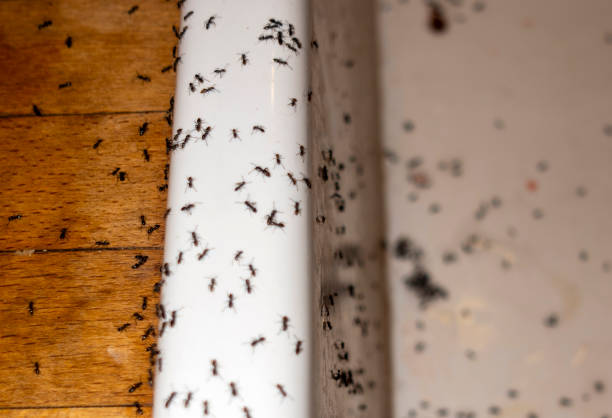 Best Wasp Removal Services  in Dodge Center, MN